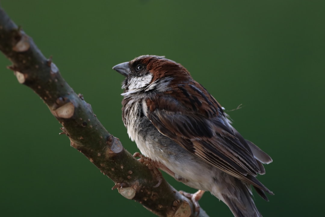 Enhancing Bitcoin Privacy with CoinJoin Integration in Sparrow Wallet