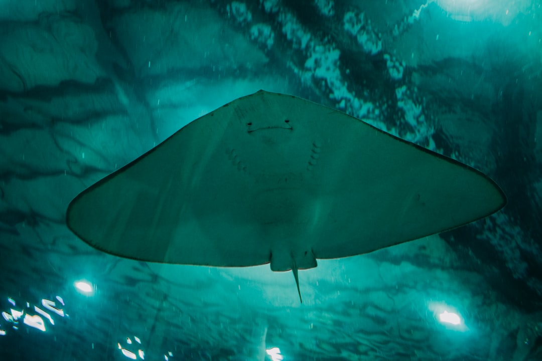 Manta Pacific Layer: Revolutionizing Blockchain Privacy