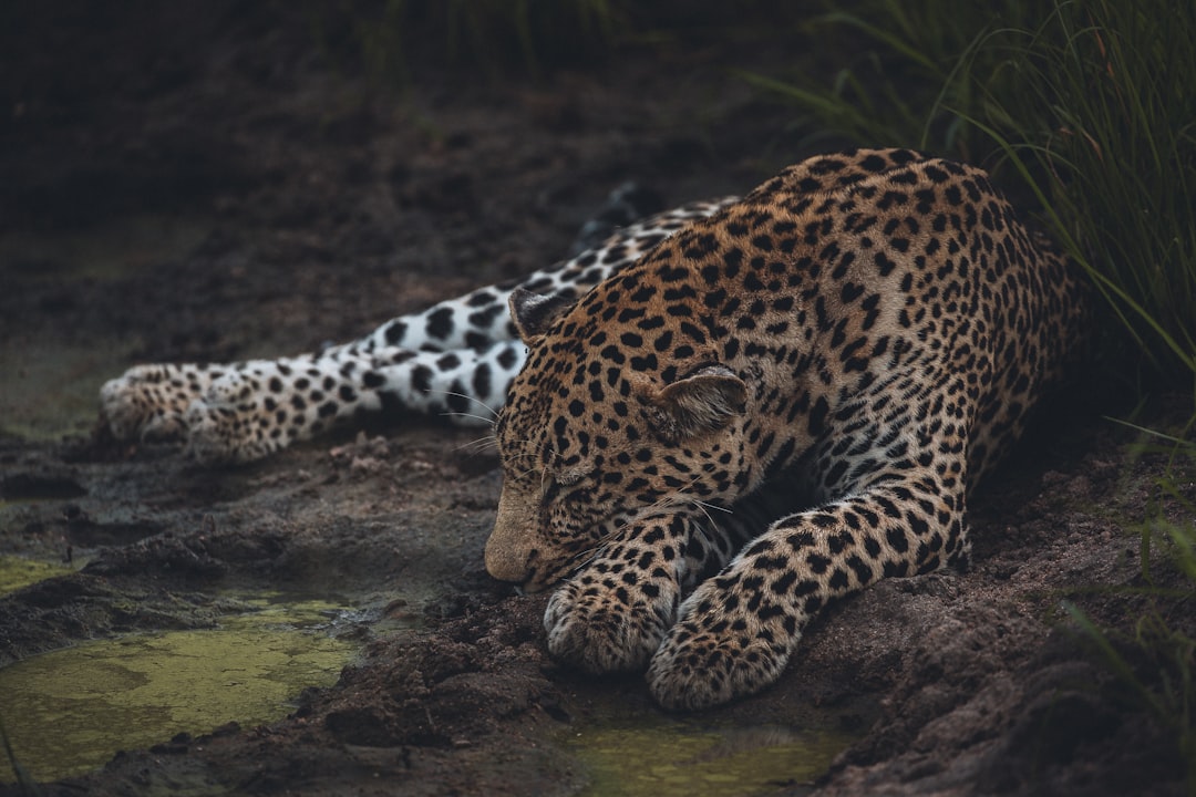 Panther Protocol: Revolutionizing Cryptocurrency Privacy