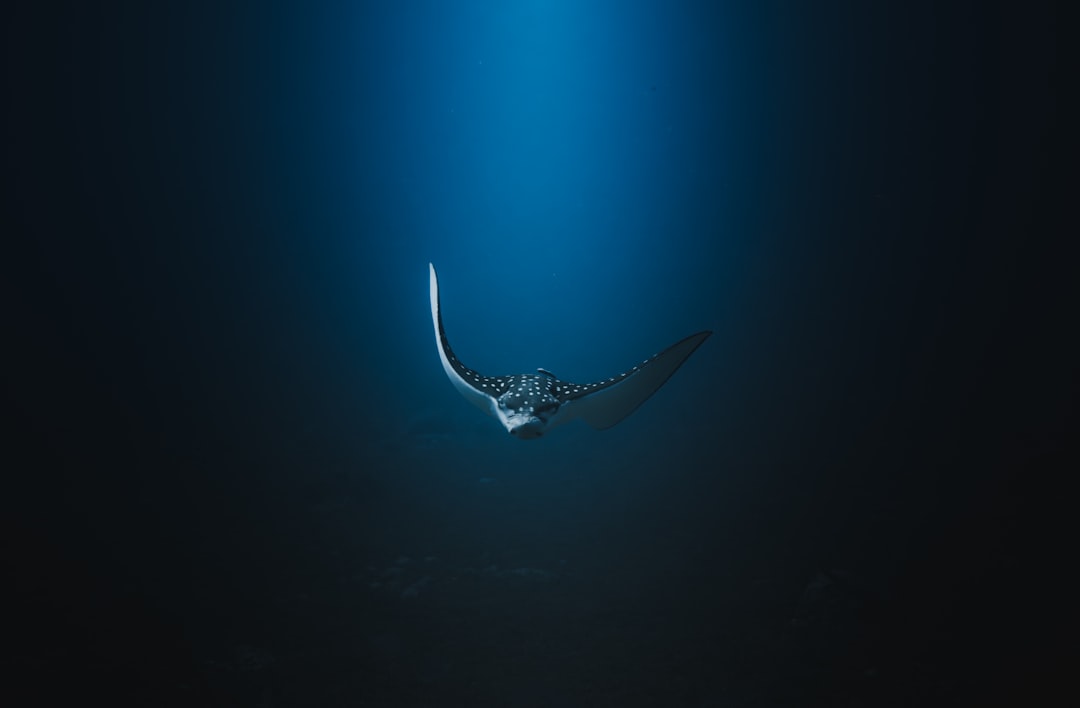 Private NFTs: Unlocking Manta zkSBT for Enhanced Digital Privacy