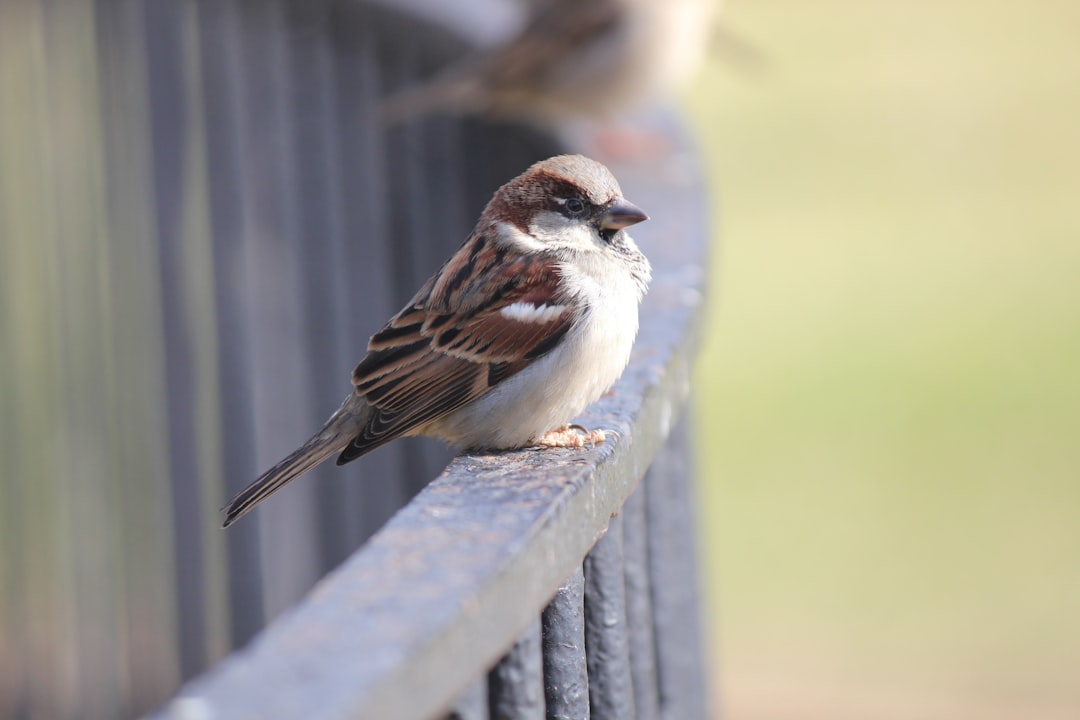 Sparrow Wallet: Your Private Cryptocurrency Solution