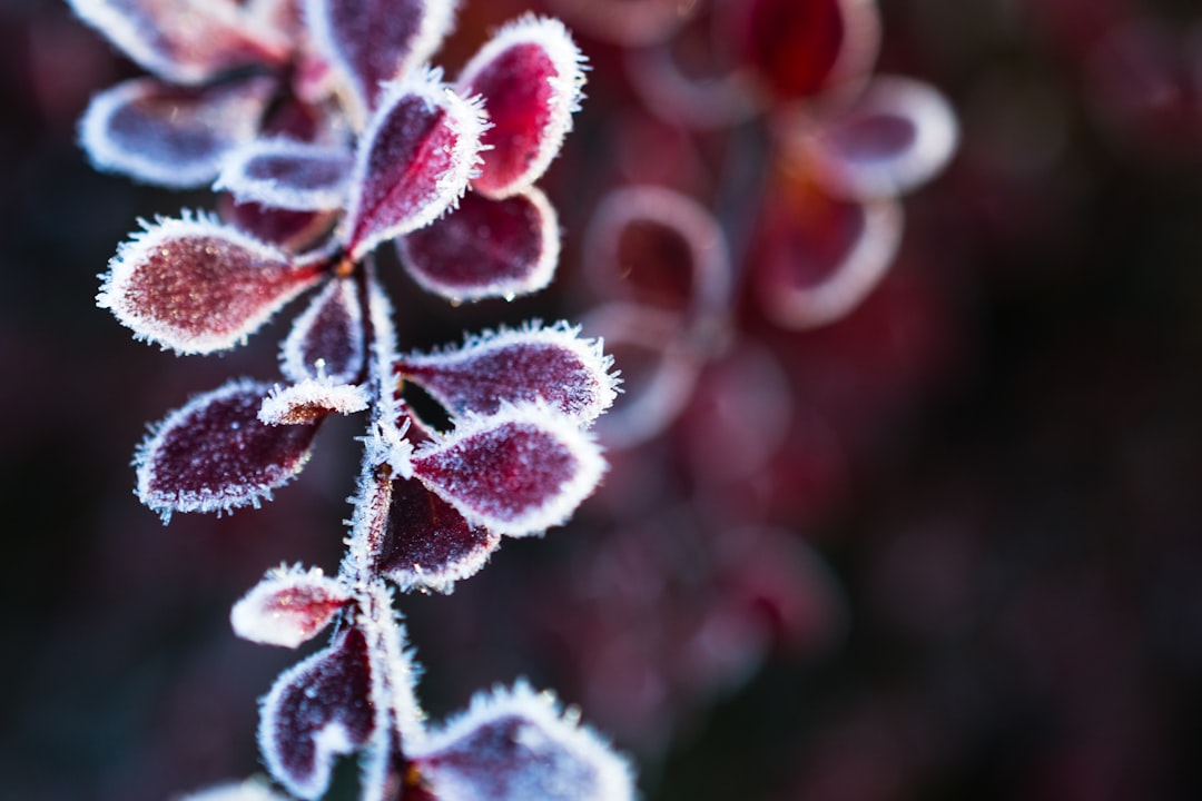 Stablecoin Freezing: Risks, Mechanisms & Privacy Protection