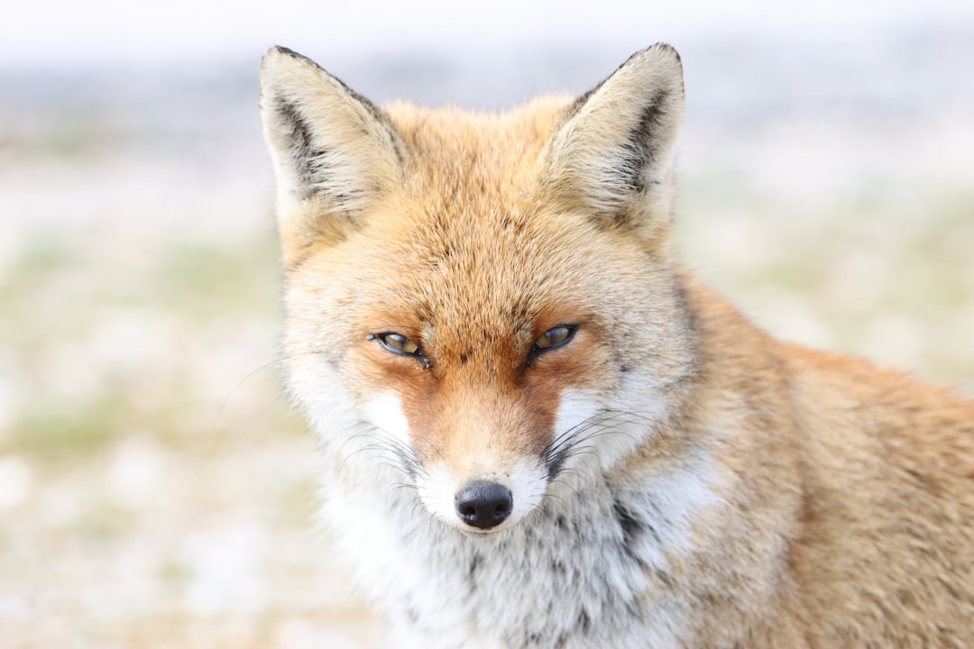 **Title:** "Firefox Privacy Enhancement: Boosting Security for Crypto Users