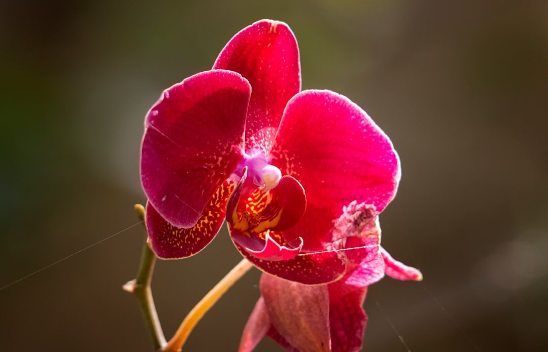 **Title:** Orchid VPN Protocol: Secure, Decentralized Privacy for Crypto Enthusiasts