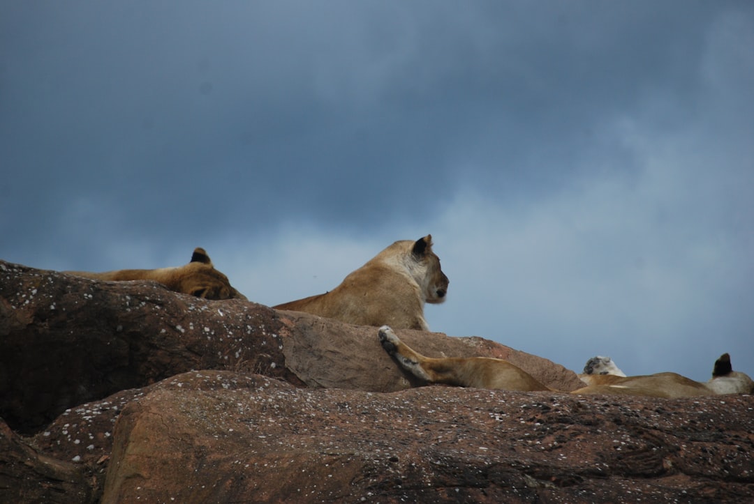 Tor Миксер: Пошаговая Инструкция для Максимальной Анонимности в Крипте
