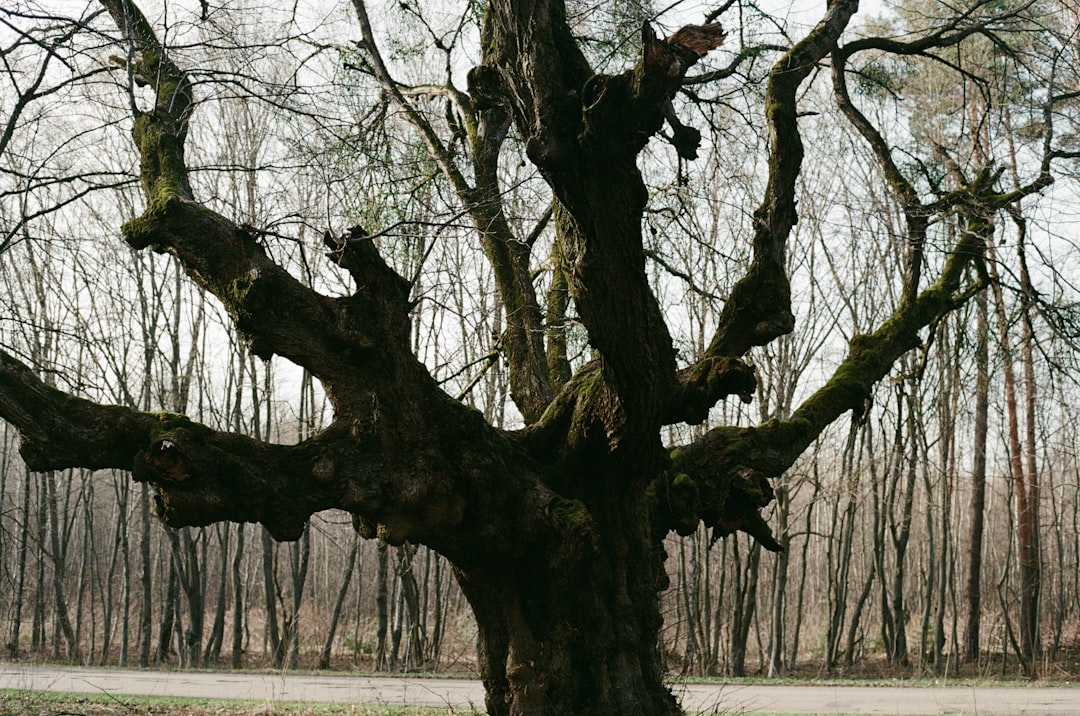 Understanding Commitment Trees in Cryptocurrency Privacy