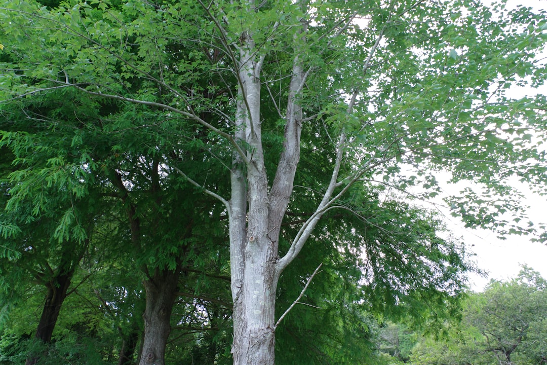 Understanding Merkle Tree Deposits in Cryptocurrency